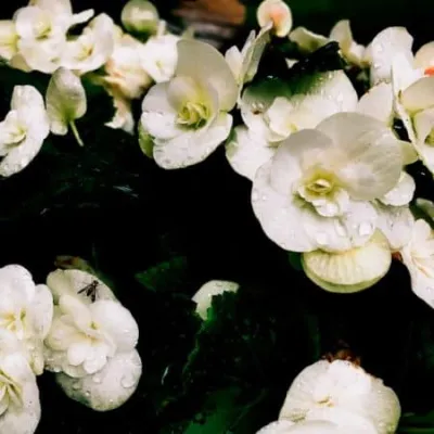 Gardenia floral scent by Scentpression, tropical gardenia, sweet green top note